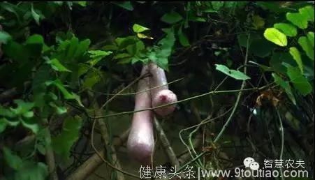 外形像女性乳房的越南乳瓜