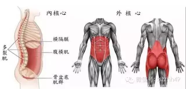 最重要的肌肉是哪块？