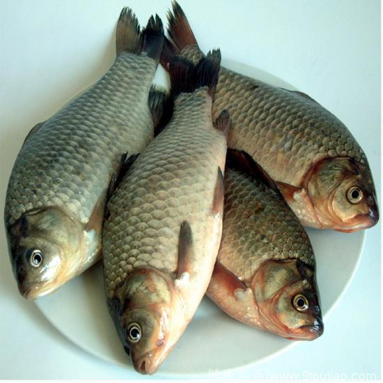 冬季食谱（3）——鱼类之鲫鱼