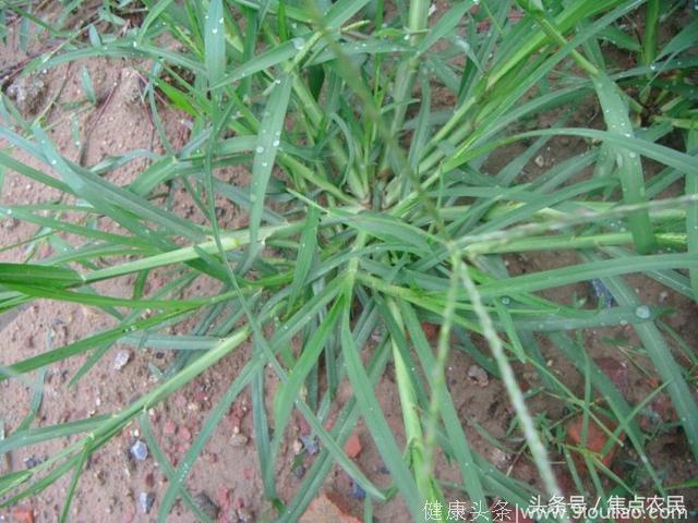 一种农村超级顽固的杂草，居然能治疗风湿关节痛