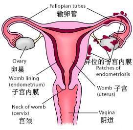 女人子宫内膜多厚来月经？