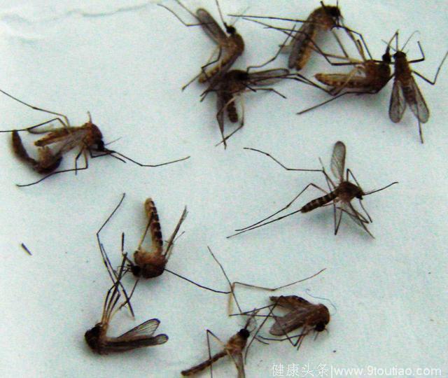 现代人很多不知道这有效的灭蚊民间偏方，蚊子怕得躲远远的