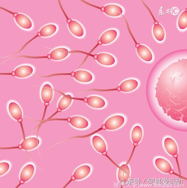 性生活频率越少精子越强？排卵期性生活一定会怀孕？