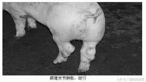 猪链球菌性关节炎的防治方法！