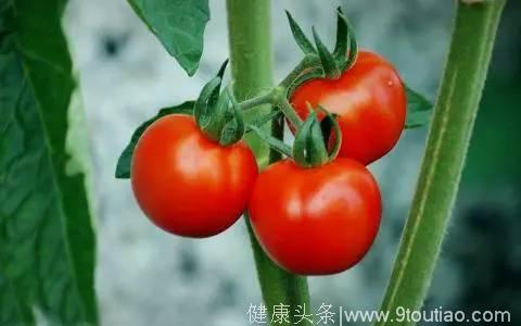原来番茄和它才是绝配，赶走湿热烦躁，营养翻倍！