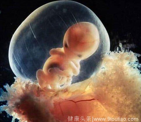怀胎十月，受精卵在子宫里都做些啥呢？