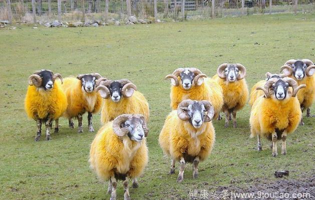 生肖羊的“喜事”上门啦，谁家有属羊的快出来“接喜”啦！
