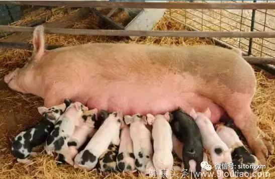 母猪分娩应激大，如何保护猪妈妈？