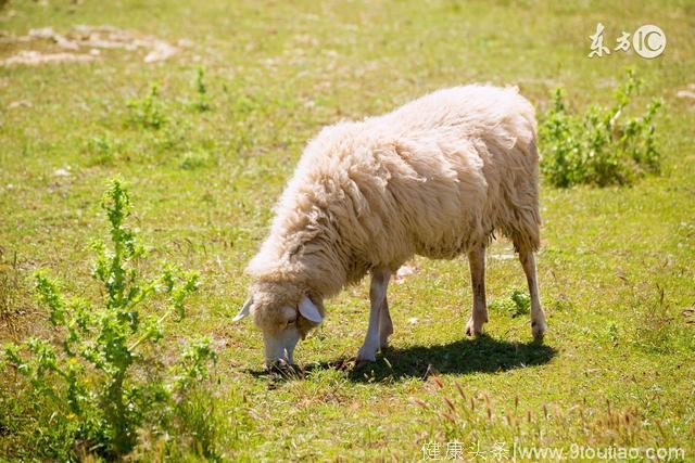 属羊人请注意：7月1号要出“大事”，神仙也救不了你！