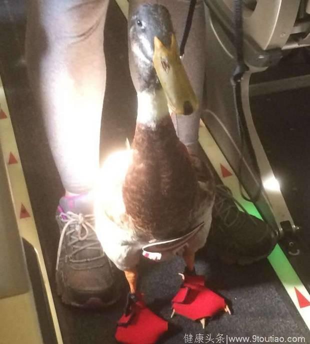 上了飞机发现隔壁坐只鸭子，后来才知道原来它身上背负着重要的使命！