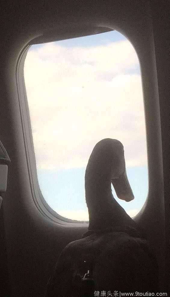 上了飞机发现隔壁坐只鸭子，后来才知道原来它身上背负着重要的使命！