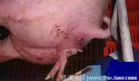 分娩母猪的接产操作