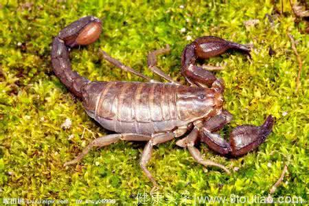 全蝎和蜈蚣两种毒物可以以毒攻毒