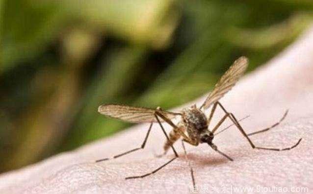 为什么蚊子会如此钟爱孕妇？一起来看看吧！