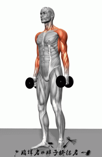 18张动图告诉你每个动作锻炼的肌肉群！