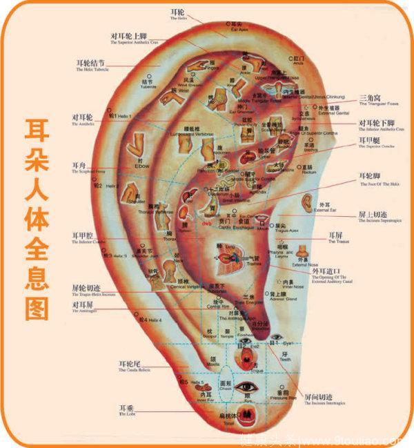 耳朵穴位图分析