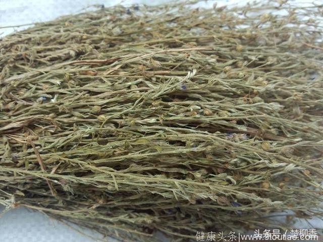 农村这种野草竟是“肝病良药”，几百元一斤！