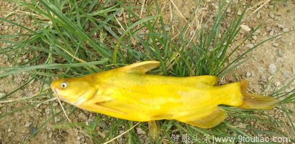 夏季如何垂钓黄颡鱼？黄颡鱼垂钓技巧大揭秘一之黄颡鱼习性