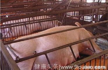 农民学养猪，母猪临产症状