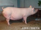 农民学养猪，母猪临产症状