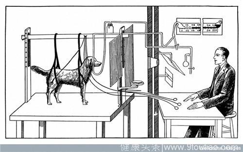 上世纪不可思议的8个著名的心理学实验 原来人类打哈欠也会传染给宠物狗