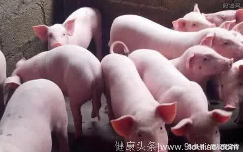 中医辩证治疗猪流行性感冒有妙招
