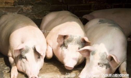 中医辩证治疗猪流行性感冒有妙招