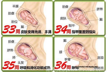 图解胎儿40周发育进程，宝宝在孕妈肚子里是这样成长的