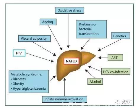 HIV感染者的非酒精性脂肪肝、肝炎的发病机制