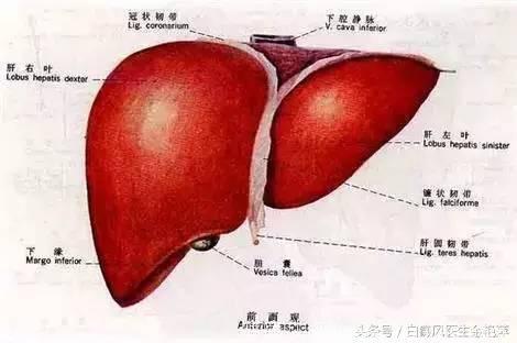 肝脏不好的11大症状，老中医告诉你，吃什么食物养肝