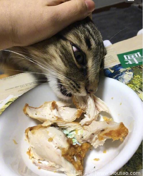 贪吃猫咪每天三餐偷吃主人食物，网友看不下去教他这一招！