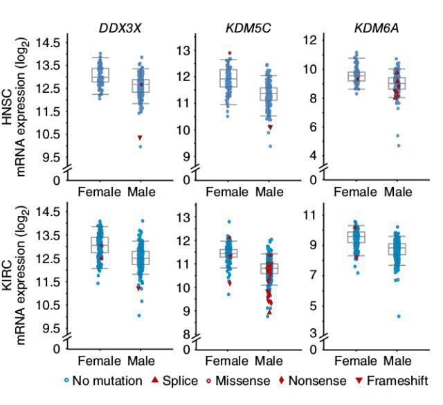 Nature genetics 最新研究表明：男性比女性更易患癌