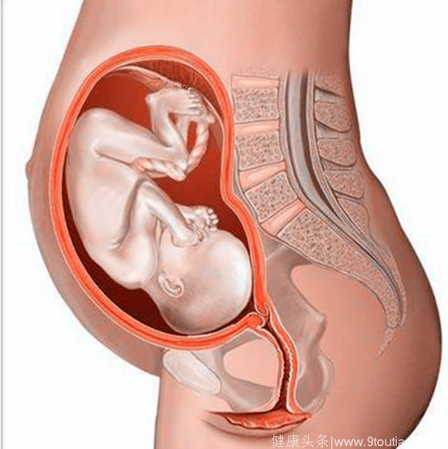 胎儿每个月在妈妈肚子里的胎位和姿势