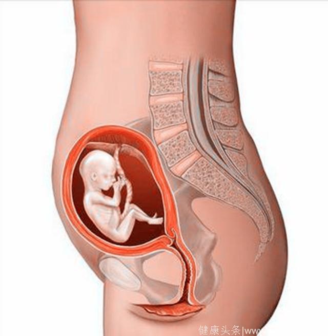 胎儿每个月在妈妈肚子里的胎位和姿势