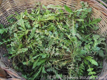 老中医：农村不值钱的野草，每种都能治病，是被忽略的“救命草”