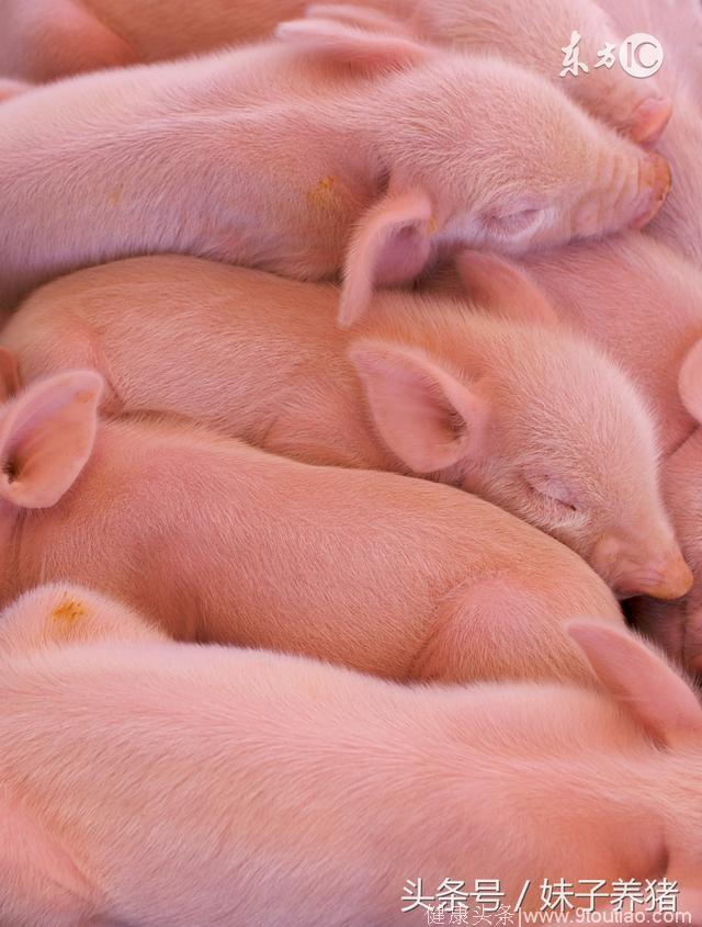 猪场使用地米有诀窍，养猪人总结，简单实用