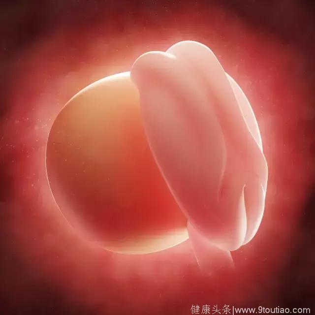 怀孕1-10月胎儿生长发育图，赶紧收了！