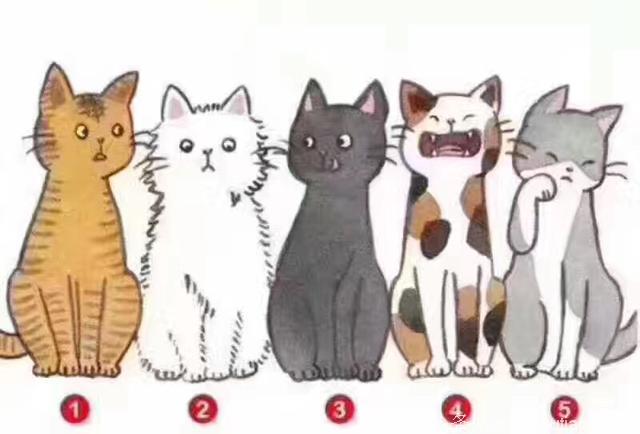 心理测试：五只猫选一只，看出你在别人眼中的印象，真的超准！