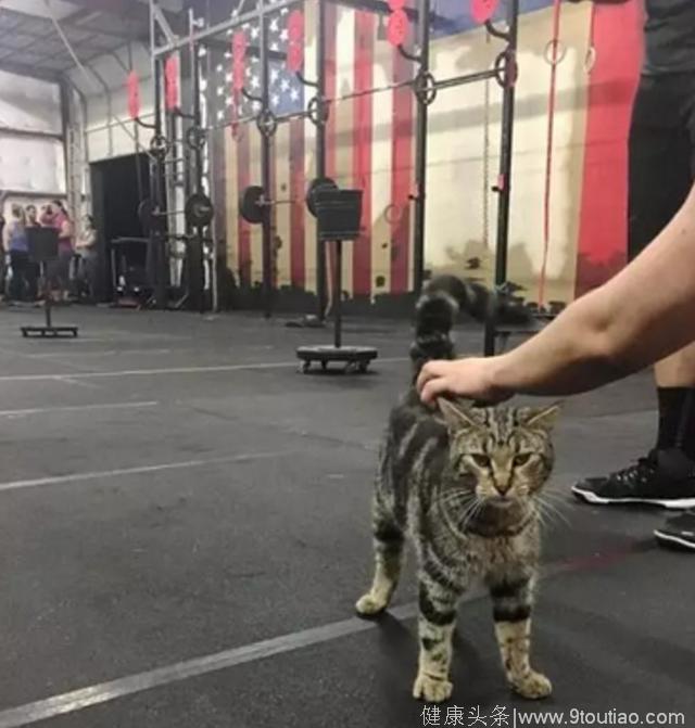 自从把这只猫猫放在健身房，大家动力都没有了