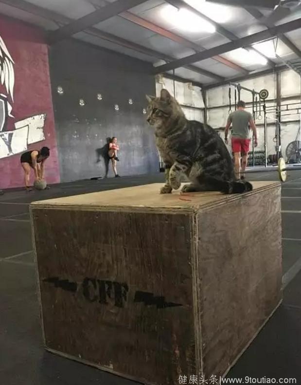 自从把这只猫猫放在健身房，大家动力都没有了