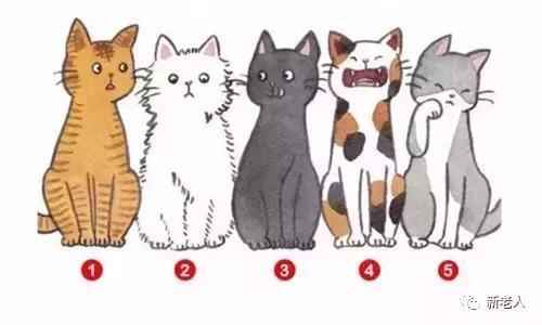 五只猫选一只，看出你在别人眼中的印象，特准！老年朋友快来测一测~