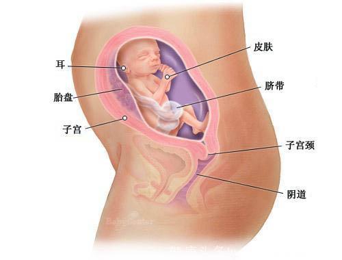 怀孕第1周到40周胎儿成长全程图解，母亲真的好伟大！