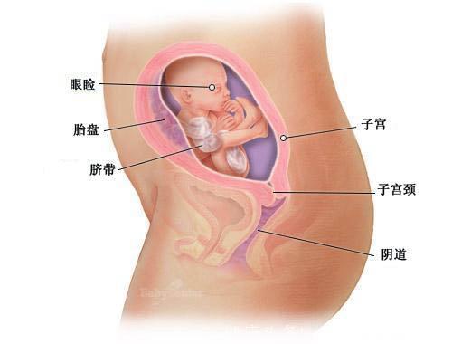 怀孕第1周到40周胎儿成长全程图解，母亲真的好伟大！