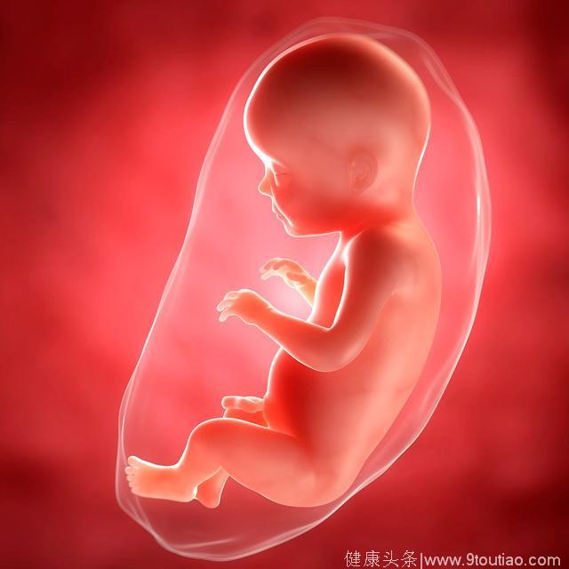 胎宝宝从什么时候开始不仅仅是一个胚胎，更是一个活生生的小生命