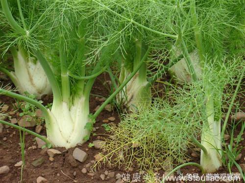 农村常见的“绿叶蔬菜”，不仅驱寒补阳，更是胃病的克星