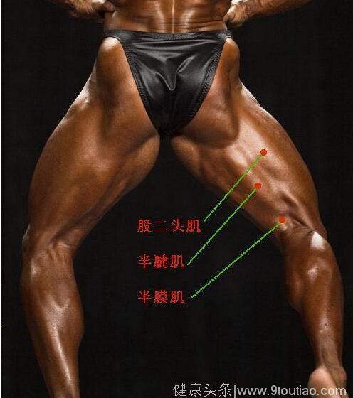 腿部肌肉分布图 深入理解腿部各个肌肉部位