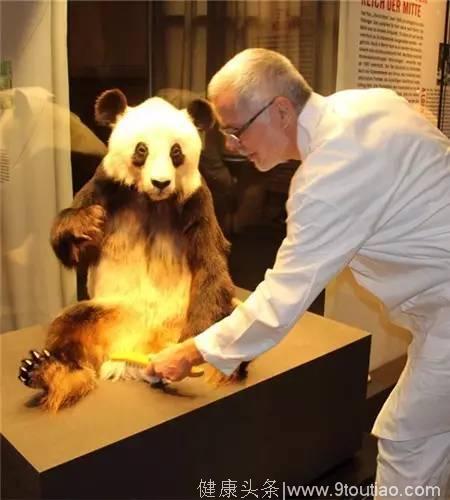 大熊猫在德国抑郁了？请柏林动物园给一个“完美滴”解释！