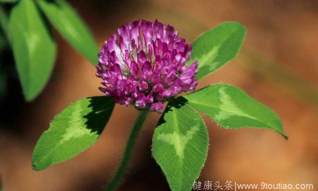 红三叶草——缓解女性更年期症状的神奇植物！