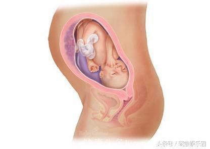 宝宝从21周到30周孕期发育过程图详解