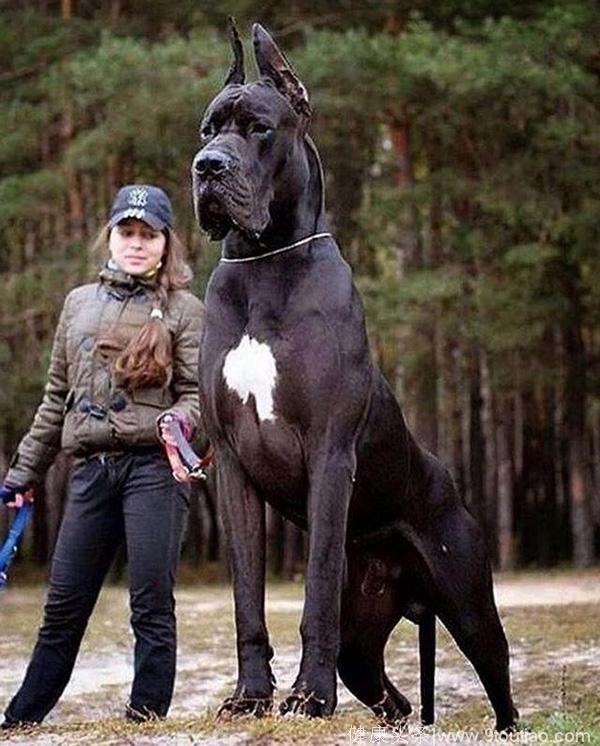 狗界的“绿巨人”，肌肉堪比施瓦辛格，主人经常被他控制！